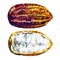 Fresh cocoa pods, tropical food, ripe cacao fruit, super food, close-up, isolated, hand drawn watercolor illustration on