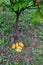 Fresh cocoa pods under cacao trees