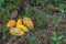 Fresh cocoa pods under cacao trees