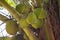 Fresh Coconuts on tree, Cocos nucifera