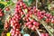 Fresh coffee grains on plant