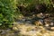 Fresh,  cold, fast, shallow stream En Hardalit flows in the north of Israel, not far from Nahariya city