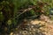 Fresh,  cold, fast, shallow stream En Hardalit flows in the north of Israel, not far from Nahariya city