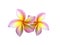 Fresh colorful frangipani flower is blooming  on white background.