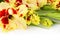 Fresh colorful gladiolus isolated horizontal