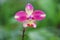 Fresh colorful sweet pink phalaenopsis orchids bright patterns blooming in morning nature garden