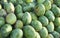 Fresh colorful tropical mangoes on display at outdoor farmers market. Mango close-up. Fruit background. Healthy eating.