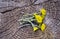 Fresh coltsfoot medical flowers on old wooden background