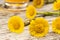 Fresh coltsfoot Tussilago farfara flowers on a table