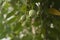 Fresh common myrtle fruits  Myrtus communis  background