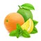 Fresh composition with mix of different citrus fruits with mint isolated on a white background.