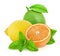 Fresh composition with mix of different citrus fruits with mint isolated on a white background.