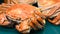 Fresh cooked crabs turning close up