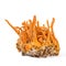 Fresh Cordyceps mushroom