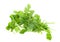 Fresh coriander