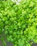 Fresh coriander, aromatic herbs