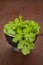 Fresh coriander in black bowl.