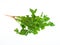 Fresh coriander or cilantro herb isolated on white background