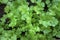 Fresh coriander growing on good soil