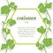 Fresh coriander herb, isolated banner, vector illustration