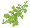 Fresh coriander herb, vector illustration