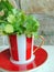 Fresh coriander herbs in a lovely red and white striped cup