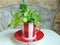 Fresh coriander herbs in a lovely red and white striped cup