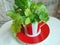 Fresh coriander herbs in a lovely red and white striped cup