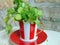 Fresh coriander herbs in a lovely red and white striped cup