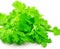 Fresh coriander leaves over white background