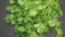 Fresh Coriander Leaves Rotating on Turntable