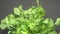 Fresh Coriander Leaves Rotating on Turntable