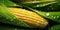 Fresh Corn background, adorned with glistening droplets of water. Top down view