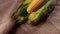 Fresh corn on burlap background. Ripe maize close view.