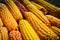 Fresh corn closeup. Agricultural products. Bio products
