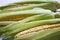 Fresh corn on the cob with green husks, side view. Closeup.