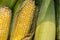 Fresh corn on the cob partly in the husk with silks stacked vertically with other completely husked corn