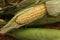 Fresh Corn Cobs Organic Healthy Natural Traditional Vegetable Agriculture Countryside