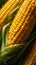 Fresh corn on cobs on rustic wooden table, closeup