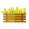 Fresh Corn at the Market Vector Illustration.