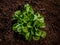 Fresh corn salad or lambs lettuce with nice water drops