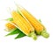 Fresh corn vegetable with green leaves