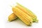 Fresh corn on white background