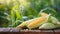 Fresh corn on wooden table. Natural and tasty vegetable. Organic garden food