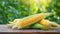 Fresh corn on wooden table. Natural and tasty vegetable. Organic garden food