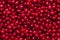Fresh cornel berries background - texture
