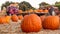 Fresh Country Pumpkins Gourds Galore