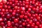 Fresh cowberry or cranberry abstract background close up