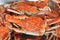 Fresh Crab background