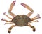 Fresh crab on white background detailed vector